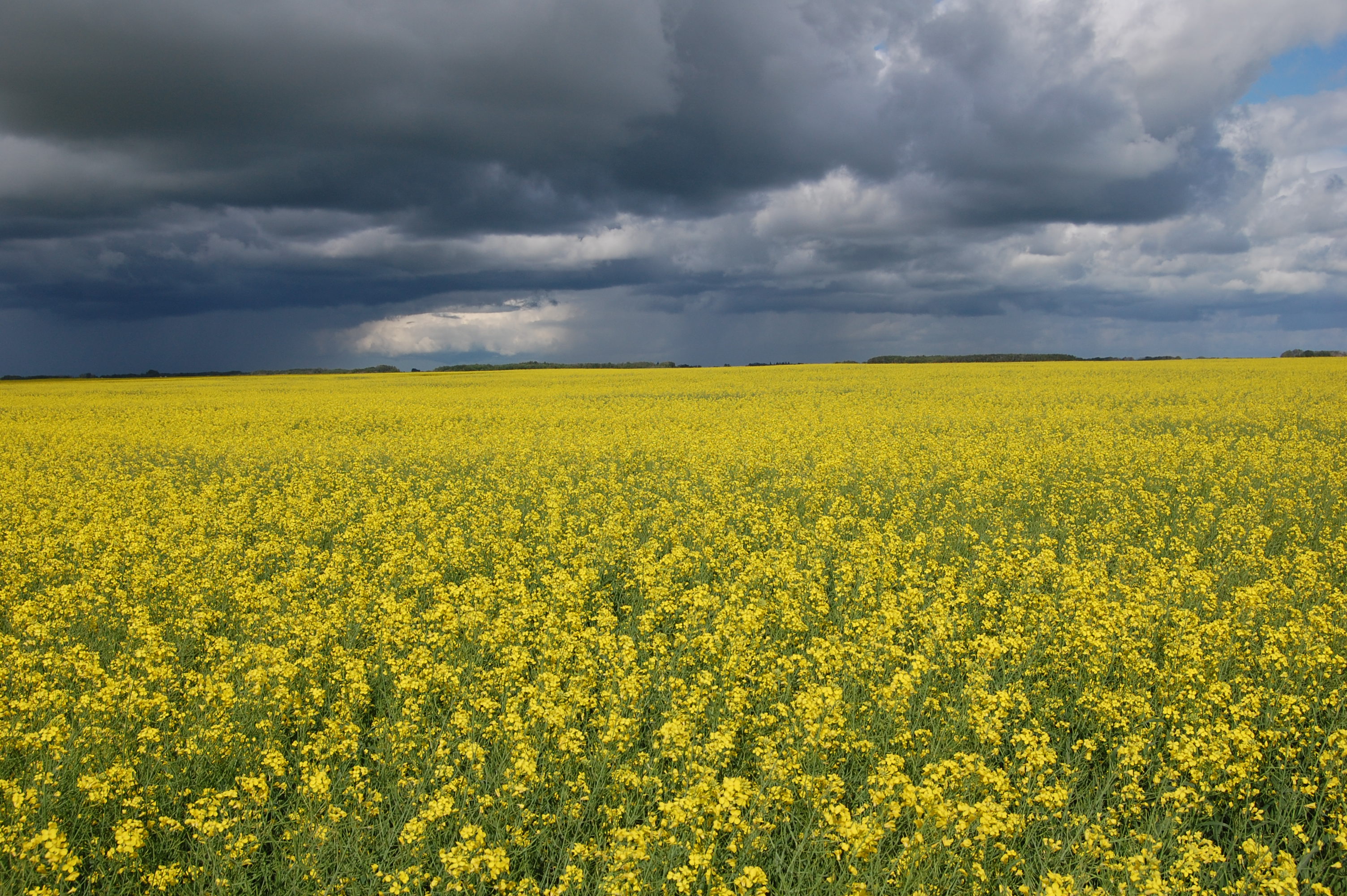 Map of Canola in Alberta